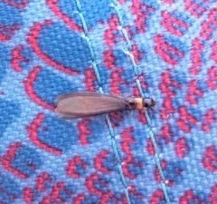 Kalotermes flavicollis