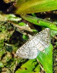 Metoeca