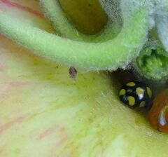 Coccinula quatuordecimpustulata