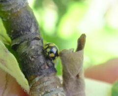 Coccinula quatuordecimpustulata