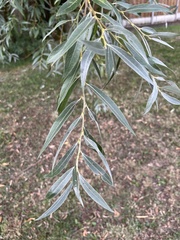Salix alba
