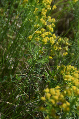 Lomatium caruifolium