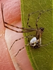 Theridion pyramidale