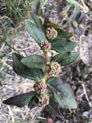 Euphorbia hirta