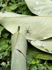 Lycosoidea