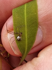Theridion pyramidale