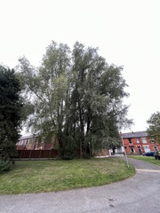 Salix alba