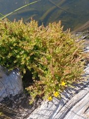 Hypericum anagalloides