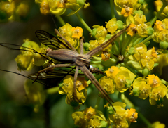Lomatium caruifolium
