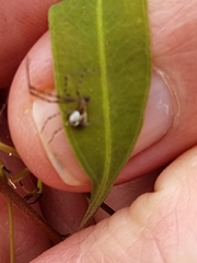 Theridion pyramidale