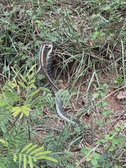 Dendrelaphis tristis