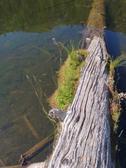 Hypericum anagalloides