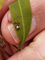 Theridion pyramidale