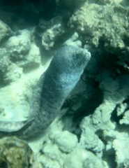 Gymnothorax pictus