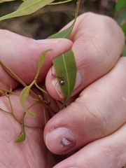 Theridion pyramidale