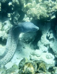Gymnothorax pictus