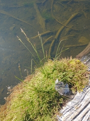 Hypericum anagalloides