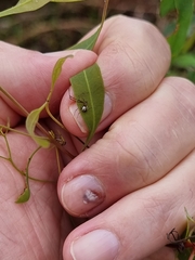 Theridion pyramidale