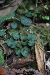 Saintpauliopsis lebrunii image
