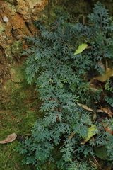 Selaginella lewalleana