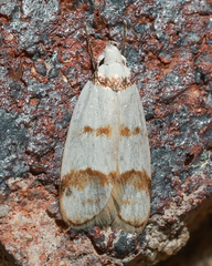 Chezala brachypepla