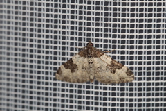 Xanthorhoe fluctuata