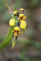 Diuris palustris