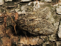 Peridea anceps
