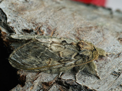 Peridea anceps