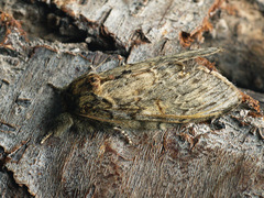 Peridea anceps