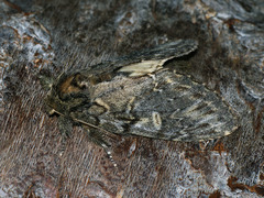 Peridea anceps