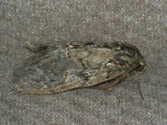 Peridea anceps