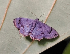 Epipleminae