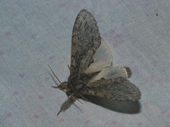 Peridea anceps