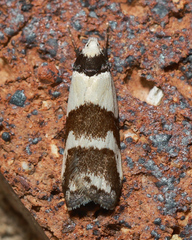 Eulechria triferella