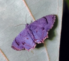 Epipleminae