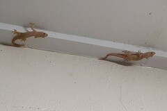 Hemidactylus frenatus