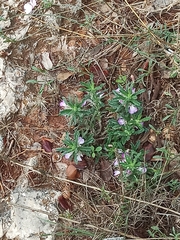 Ajuga iva
