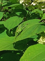 Tettigonia cantans