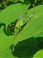 Tettigonia cantans