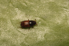 Aphodius
