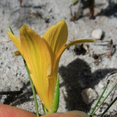 Romulea triflora