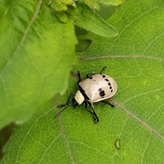 Meristata spilota