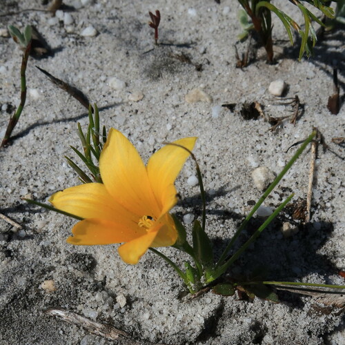 Romulea triflora