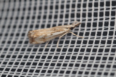 Catoptria falsella