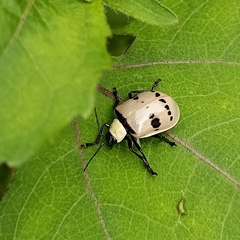 Meristata spilota