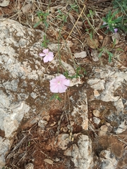 Convolvulus cantabrica
