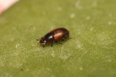 Aphodius