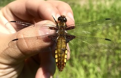 Libellula depressa
