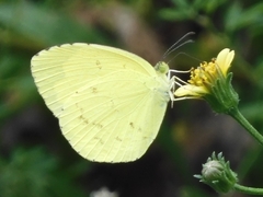 Eurema mandarina